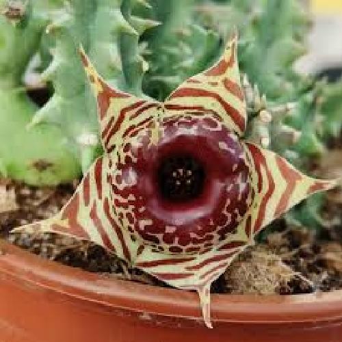 Pianta huernia zebrina - pianta,
