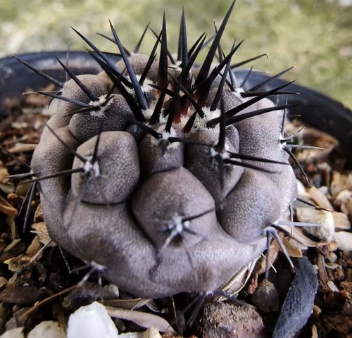 Vendita raro cactus - vendita,