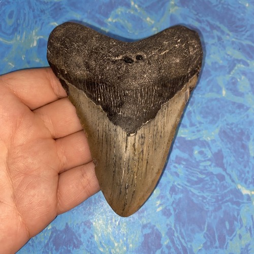 Megalodonte dente squalo - megalodonte, di