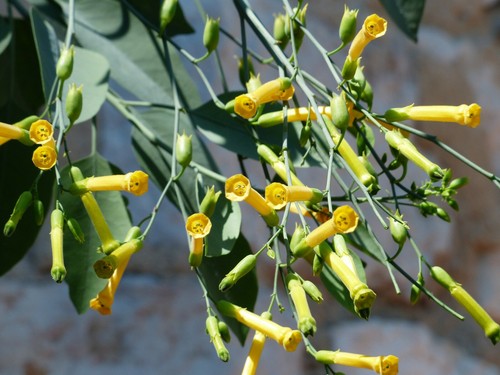 Tabacco albero - albero,