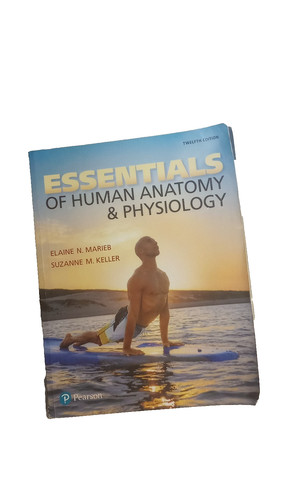 Essentials human anatomy - of,