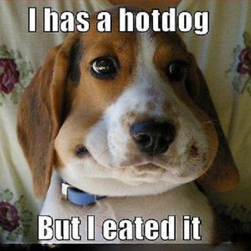 Funny beagle magnete - funny,