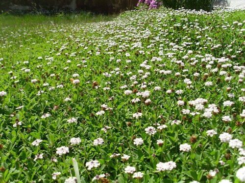 Pianta lippia nodiflora - pianta,