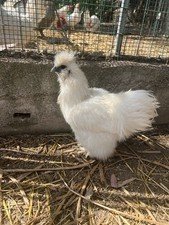 UOVA FERTILI  feconde