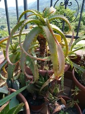 1 Piantina radicata di ALOE ARBORESCENS +1 Omaggio - Offerta 2pz 7 Euro!!