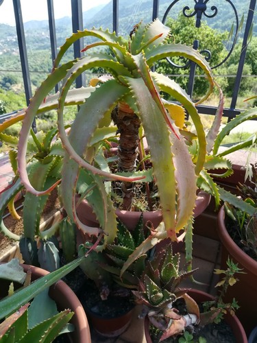 Piantine aloe arborescens - piantine,