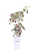 Pianta Partenocisso Vite