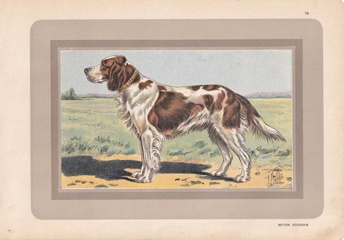 Stampa gordon setter - stampa,