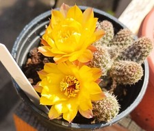 Chamacereus giallo echinopsis