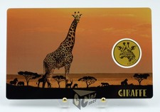 Giraffa africana - Africa's