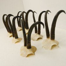 7 Pezzi Di Corna Di Camoscio