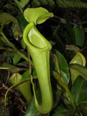 Nepenthes chaniana pianta - chaniana,