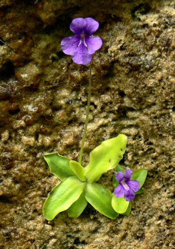 Pinguicula grandiflora - grandiflora,