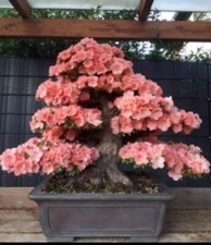 Bonsai di Joe MEGA "Wakaebisu"