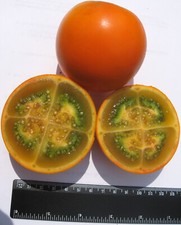 SOLANUM QUITOENSE - LULO, 10