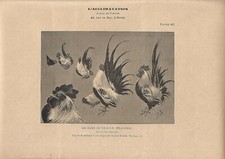 Stampa antica GALLO NANO