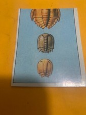 FIGURINA N. 19 ANIMALI