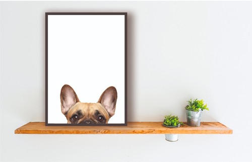 Poster stampa bulldog francese - stampa,