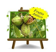 Noce Pecan Kiowai Pianta da