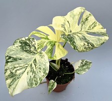 Bellissima crema Monstera Thai
