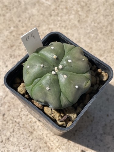 Astrophytum asterias kikko