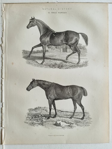 1879 stampa storia naturale - 1879,