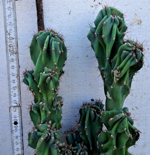 Cactus cereus - cactus,