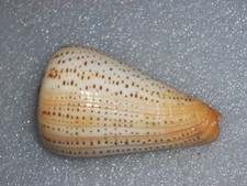 Conus suratensis wonderful - suratensis,