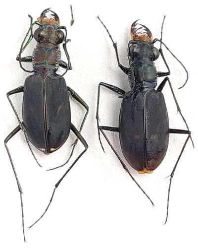 Carabidae cicindelinae - carabidae,,