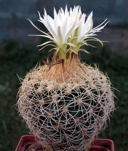 Discocactus araneispinus