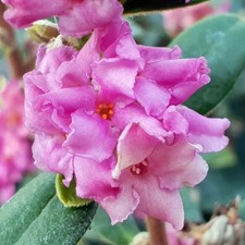 1 PIANTA DI DAPHNE SWEET HEART IN VASO DA 17CM, PIANTE DA ESTERNO