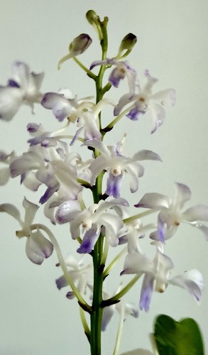 Vanda white heavenstair - vanda,