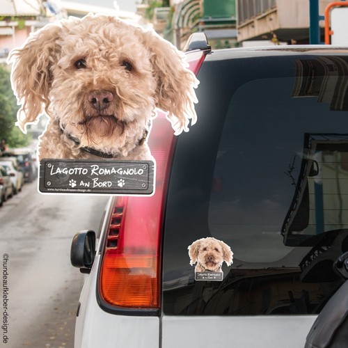 Lagotto romagnolo bordo - romagnolo,