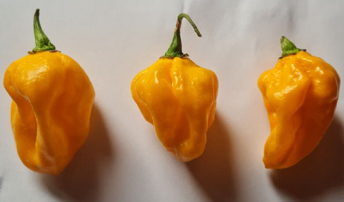 Habanero golden polvere - habanero,