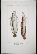 1831,PRETRE ORIGINALE ENGR. BELLISSIMO ANTICO ACQUERELLO MERLUZZO PESCE XLY