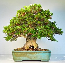 Bonsai di Azalea Rododendro