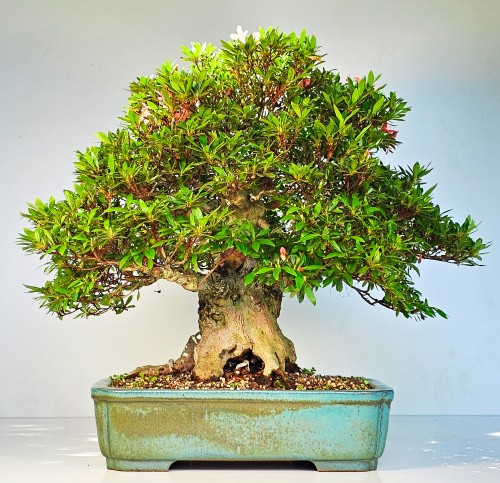 Bonsai azalea rododendro - di,