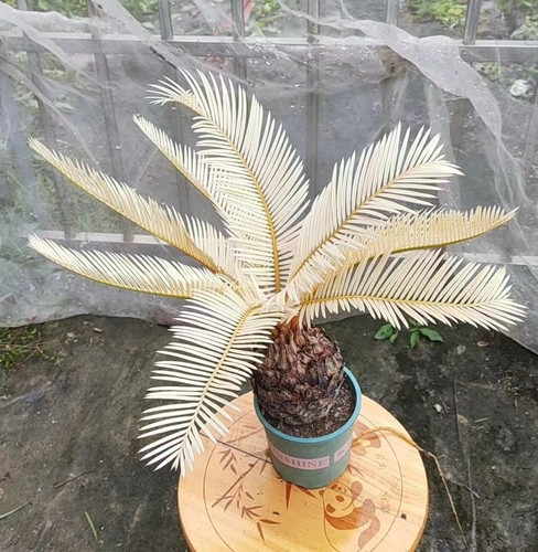 Thunb giardino cycas - giardino,