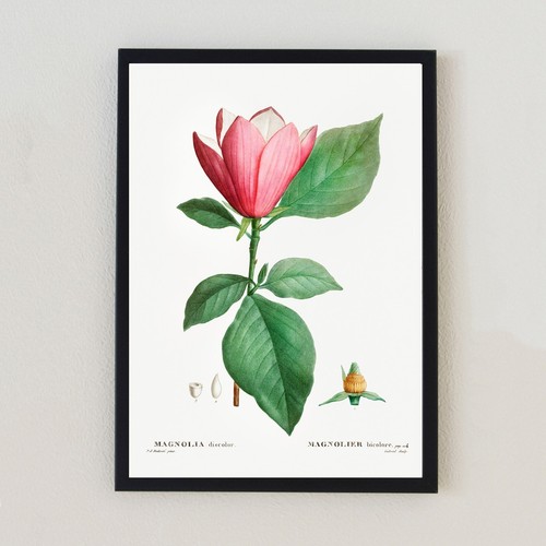 Illustrazione fiore botanico