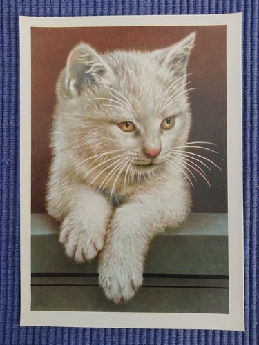 Vecchio cartolina gatto - ak,