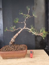 bonsai pino nero   h 52 cm