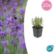 Lavanda 'Munstead' da 6 a 20 x