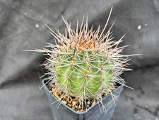 LOBIVIA FORMOSA CACTUS PIANTE