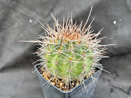 Lobivia formosa cactus piante - formosa,