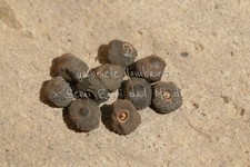 BANANA ROSA - MUSA VELUTINA, 10 SEMI SELEZIONATI