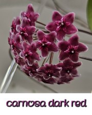 heavenly HOYA Hoya carnosa