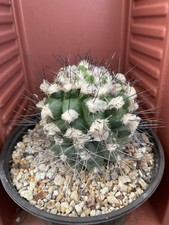 COPIAPOA Humilis Live