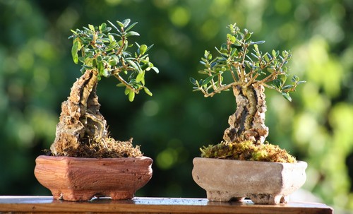 Prebonsai olivastro - prebonsai,