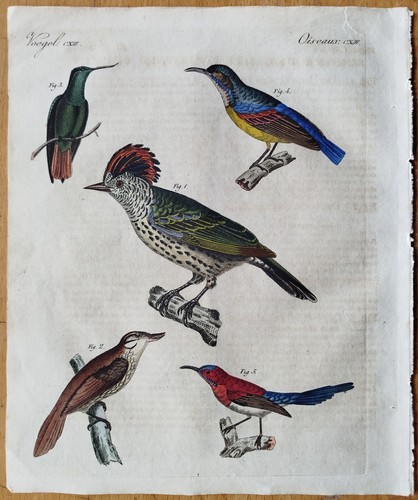 Colibrì uccellino miele - ,