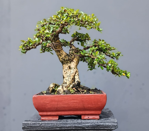 Albero vivo carmona retusa - albero,